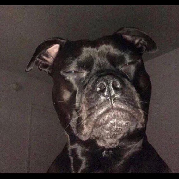 Meet your Posher, Felix - Picture 2 of 2